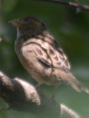 Passer domesticus