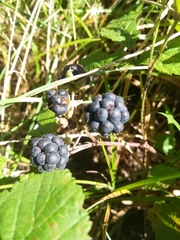 Rubus caesius