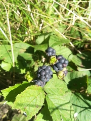 Rubus caesius