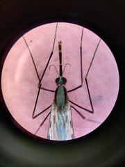 Anopheles franciscanus
