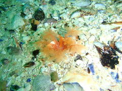 Thyone aurea