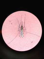 Anopheles franciscanus