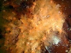 Thyone aurea