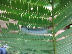 Cyanopepla