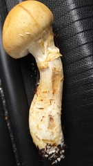 Cortinarius triumphans