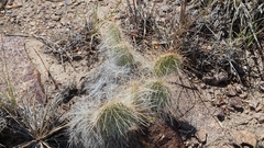 Opuntia trichophora