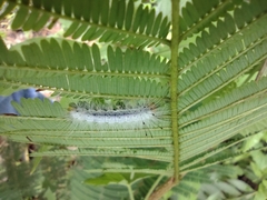 Cyanopepla