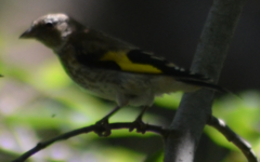 Carduelis carduelis