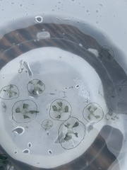 Craspedacusta sowerbii