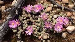Braunsia maximilianii