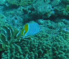 Chaetodon madagaskariensis