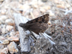 Erynnis pacuvius