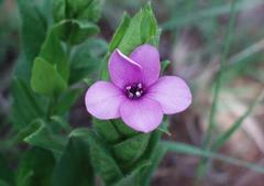 Barleria ovata
