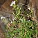 Heliophila eximia - Photo (c) pietermier, algunos derechos reservados (CC BY-NC)