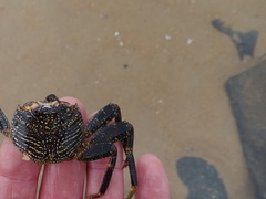 Grapsus tenuicrustatus