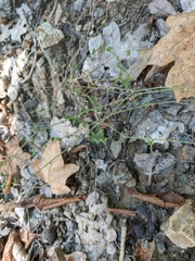 Arenaria leptoclados