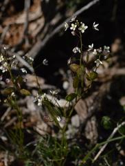 Heliophila namaquensis
