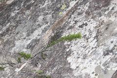 Dolichothrix ericoides