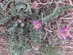 Astragalus shortianus
