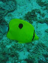 Chaetodon interruptus