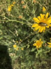 Acmaeodera decipiens