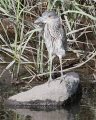 Nyctanassa violacea