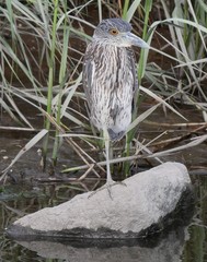 Nyctanassa violacea