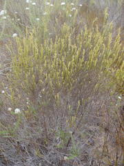 Dicerothamnus adpressus