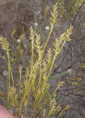 Dicerothamnus adpressus