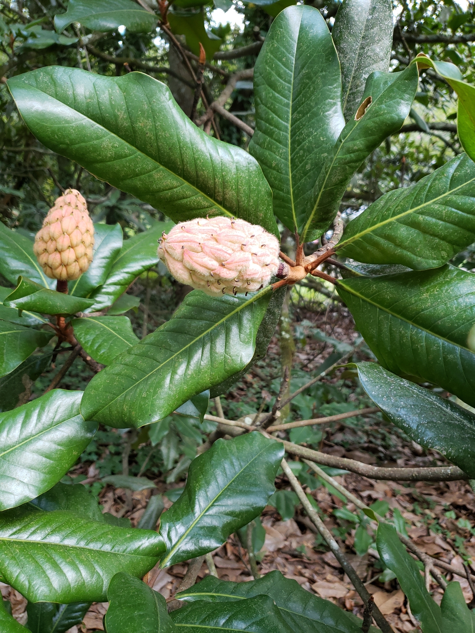 Magnolia