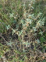 Marrubium peregrinum