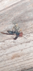 Polistes ferreri