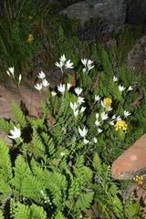 Hesperantha eremophila
