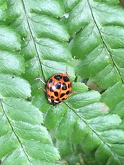 Harmonia axyridis
