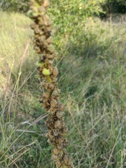 Verbascum ovalifolium