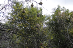 Ploceus capensis