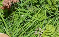 Hesperantha eremophila