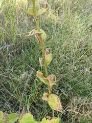 Verbascum ovalifolium