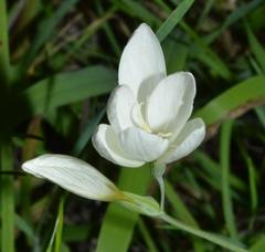 Hesperantha eremophila