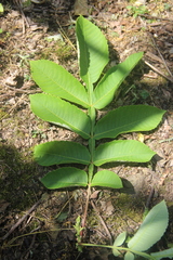 Rhus javanica