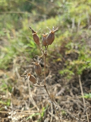 Silene subconica