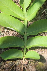Rhus javanica