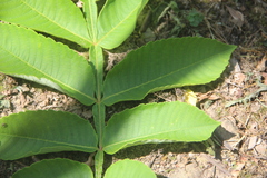 Rhus javanica