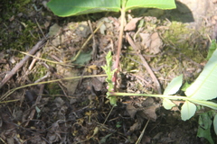 Rhus javanica
