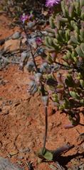 Lachenalia bolusii