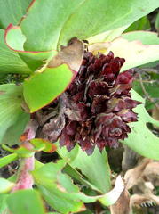 Leucadendron cordatum