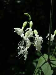 Silene ovata