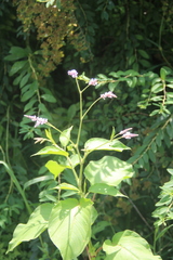 Persicaria pilosa