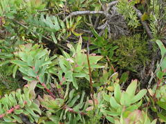 Leucadendron cordatum