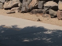 Otospermophilus beecheyi